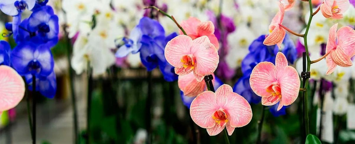 Un montón de orquídeas de diferentes colores crecen en un invernadero.