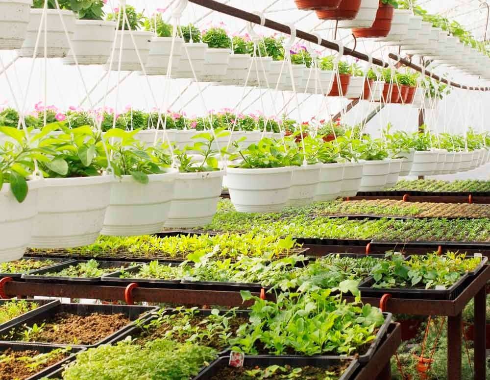 Un invernadero lleno de muchas plantas y cestas colgantes.