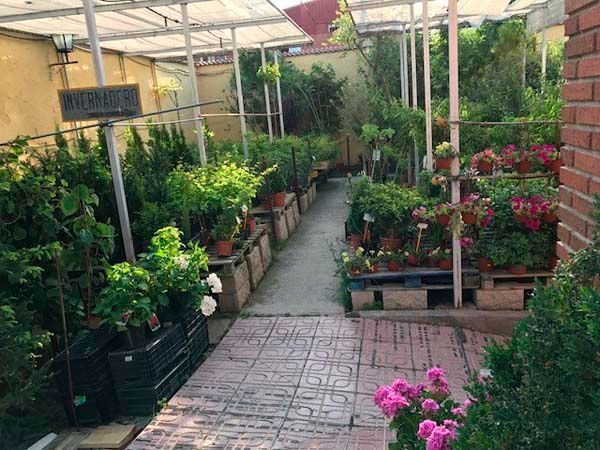 Un invernadero lleno de muchas plantas en macetas y flores.