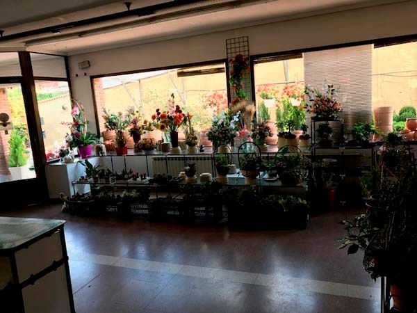 Una habitación llena de muchas plantas y flores en macetas.