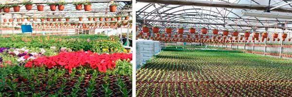 Un invernadero lleno de muchas flores y plantas.