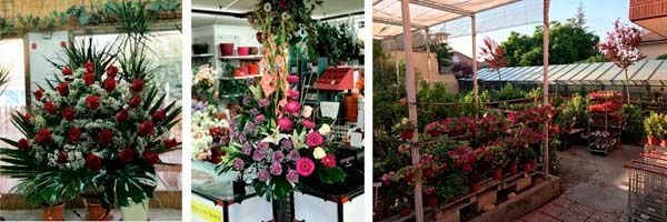 Un collage de tres fotografías de flores en un invernadero.