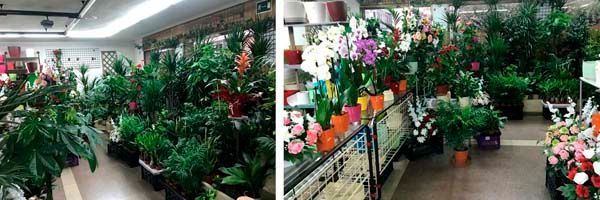 Una habitación llena de muchas plantas y flores en macetas.