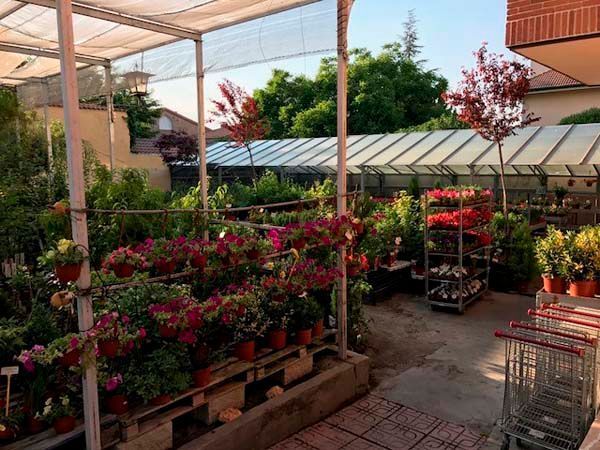 Un invernadero lleno de muchas plantas en macetas y un carrito de compras.