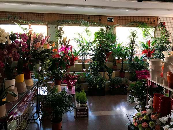 Una habitación llena de muchas plantas y flores en macetas.