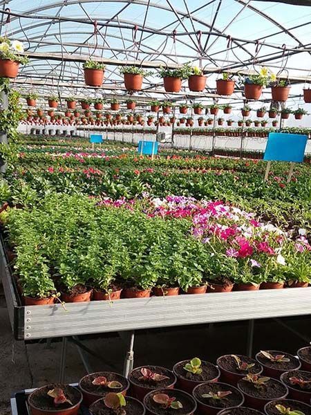 Un invernadero lleno de muchas plantas y flores en macetas.