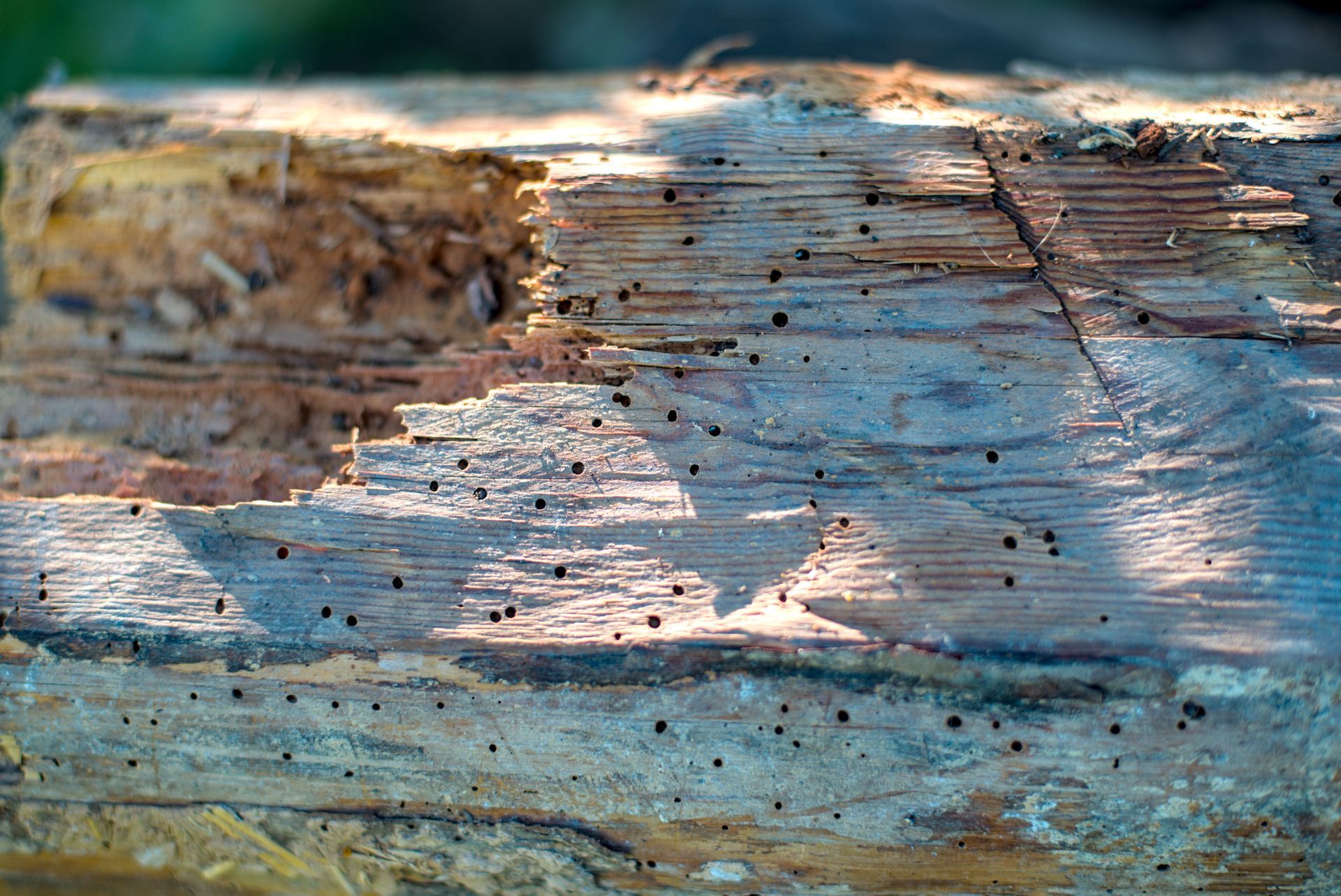 Des trous sur une bûche de bois d'insectes xylophages