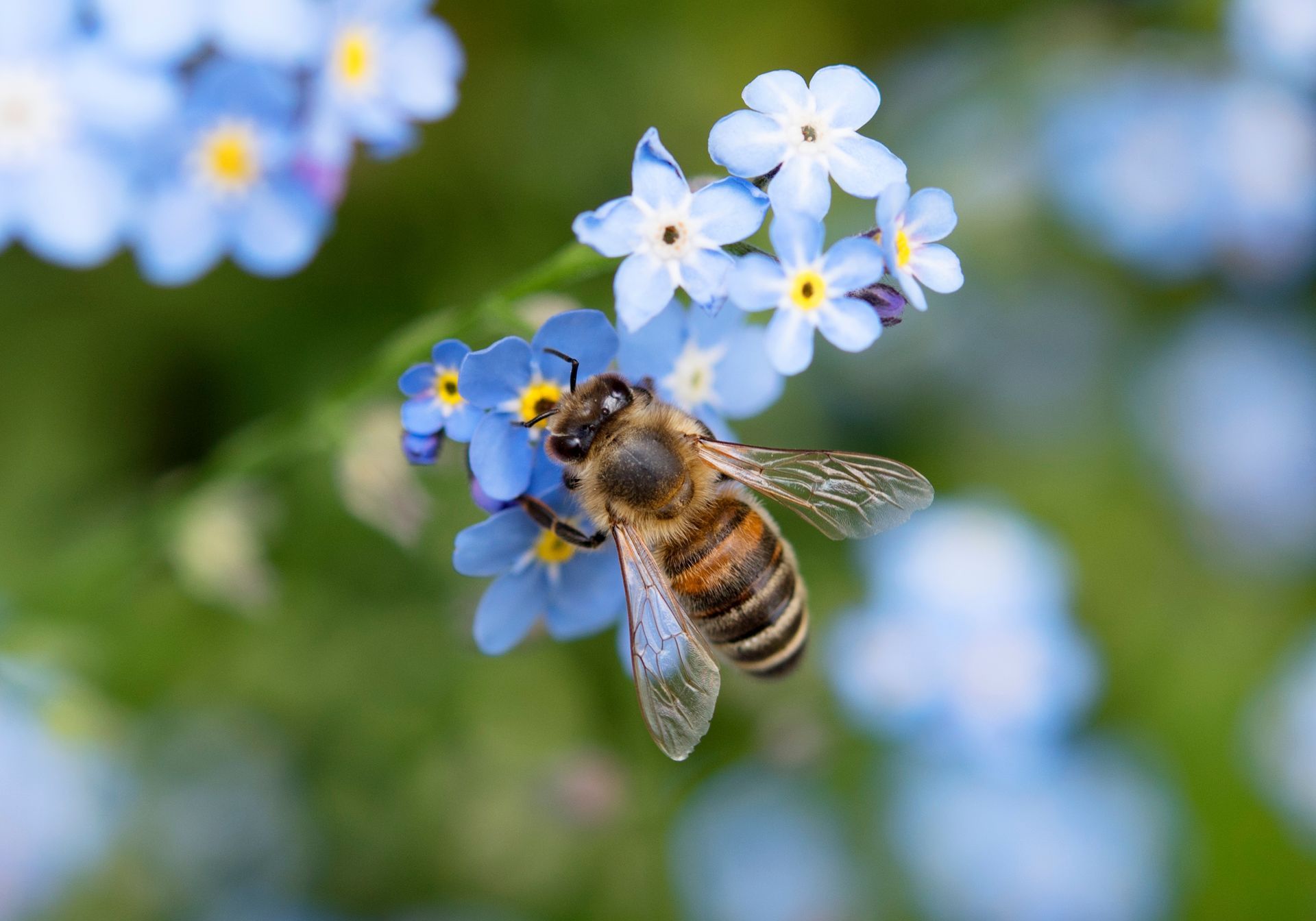 Une abeille sur un myosotis