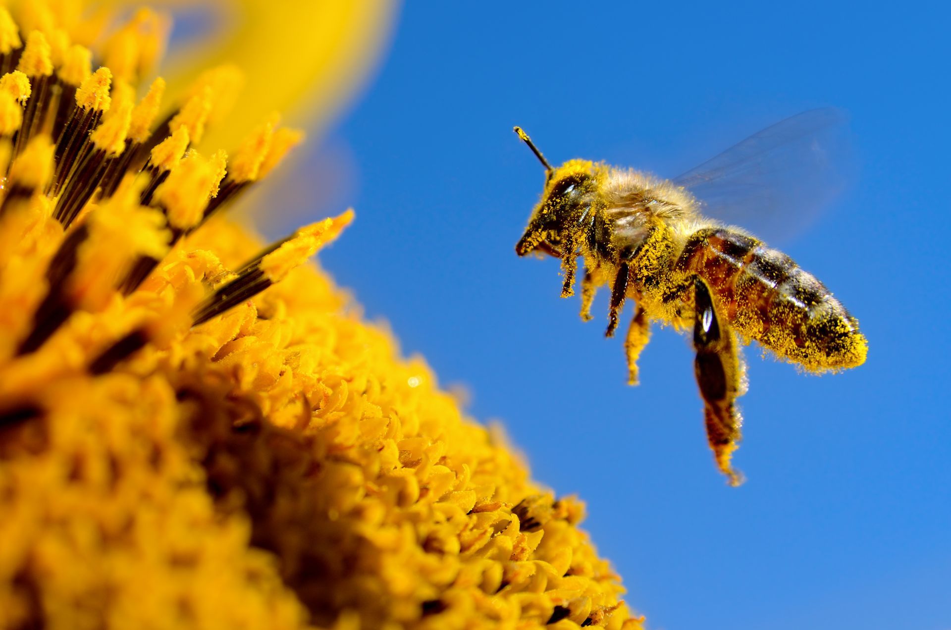 Une abeille qui pollinise
