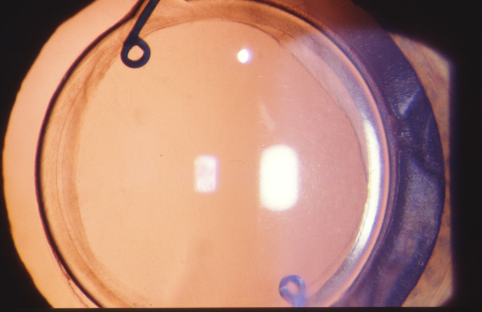 Dr. Karl D. Pötzsch-Bamberg