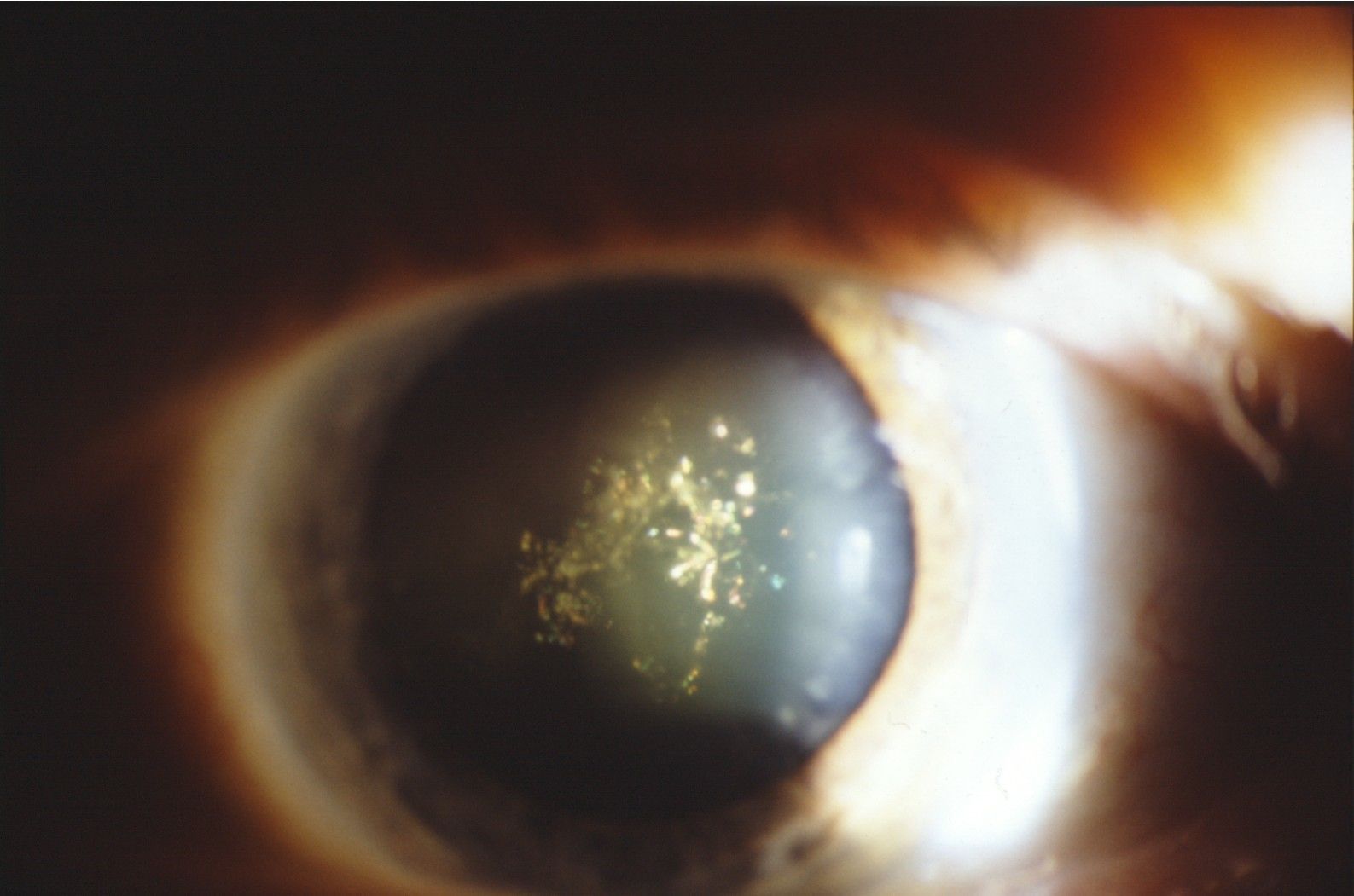 Dr. Karl D. Pötzsch-Bamberg