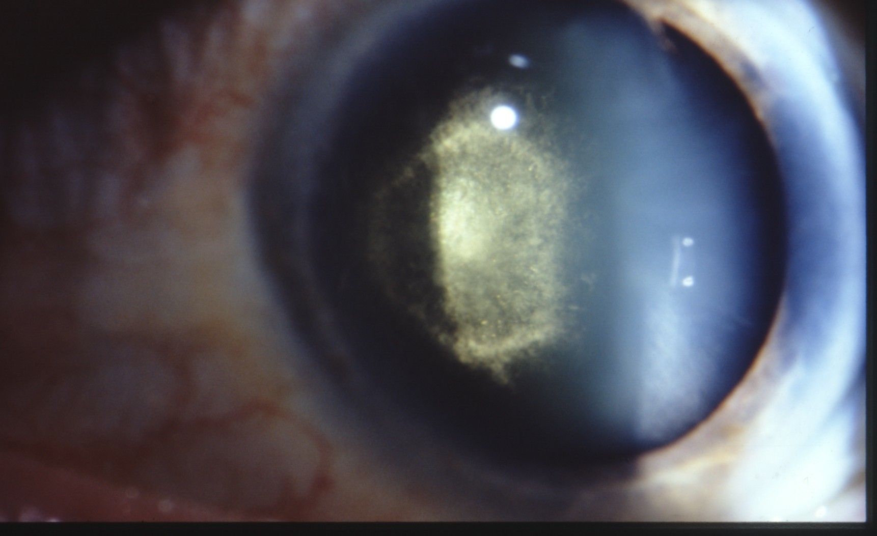 Dr. Karl D. Pötzsch-Bamberg