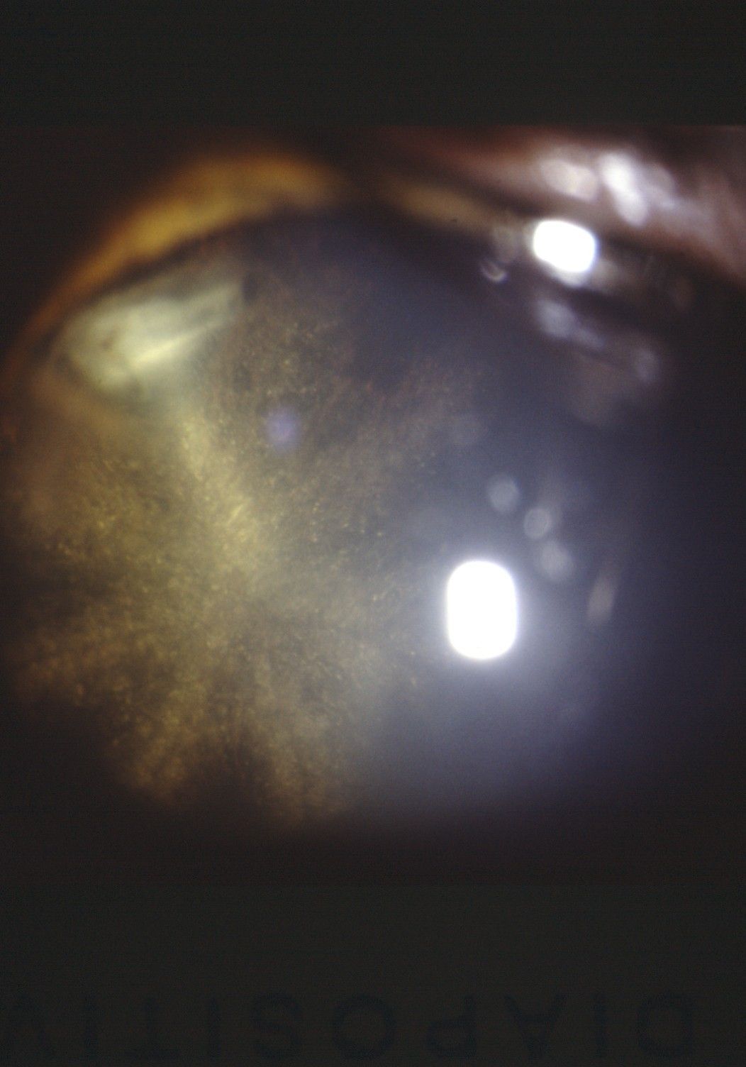 Dr. Karl D. Pötzsch-Bamberg