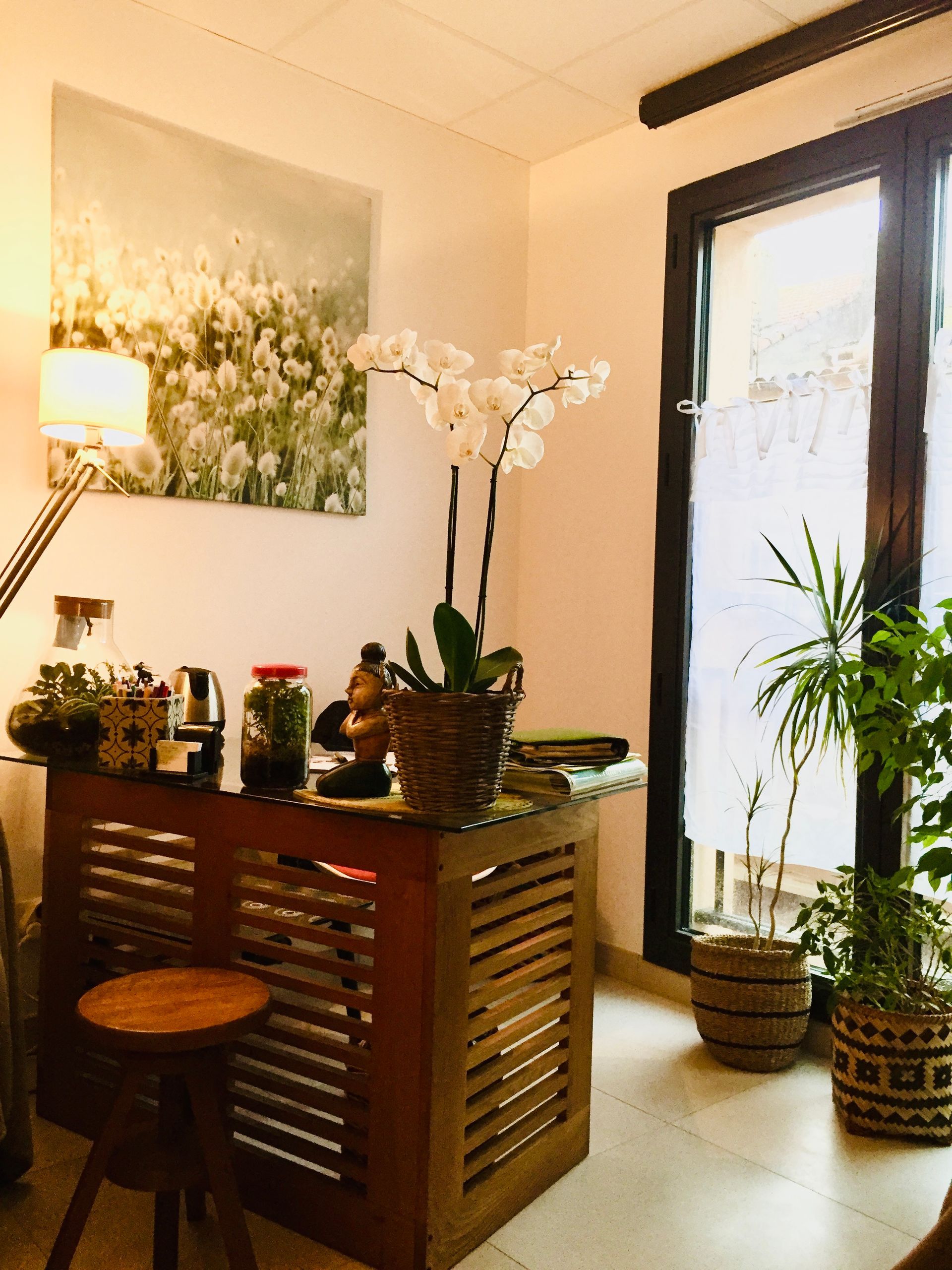 Plantes variées en intérieur avec orchidées