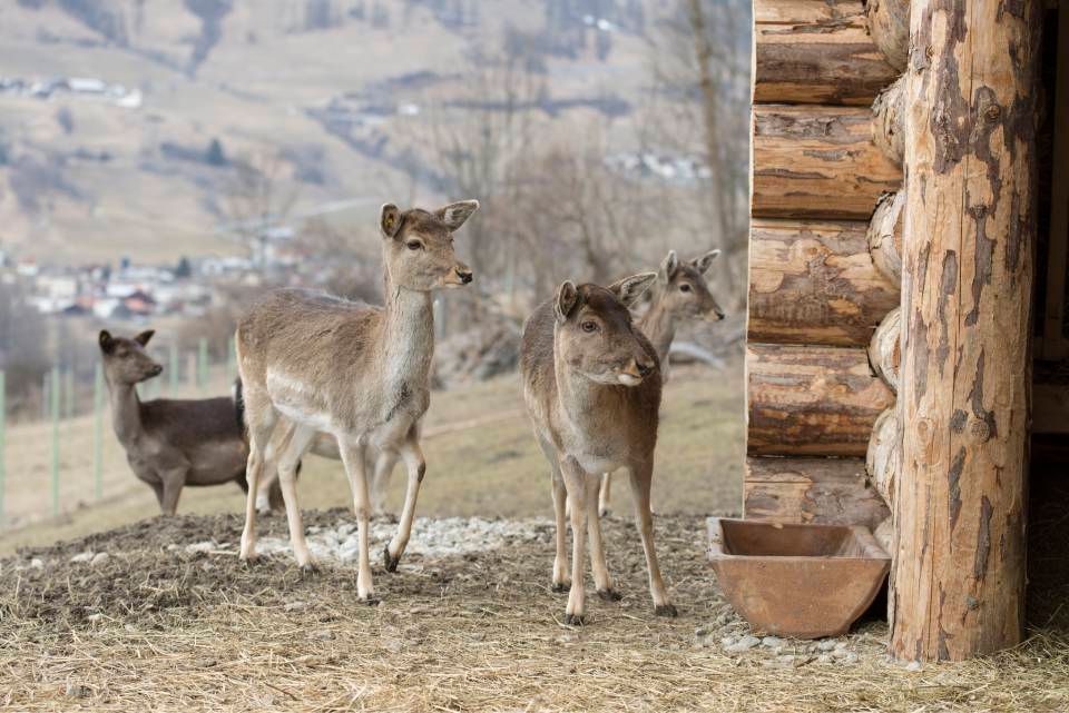 Vier Hirsche stehen in der Nähe einer Blockhütte und schauen wachsam, im Hintergrund eine ländliche Bergkulisse.