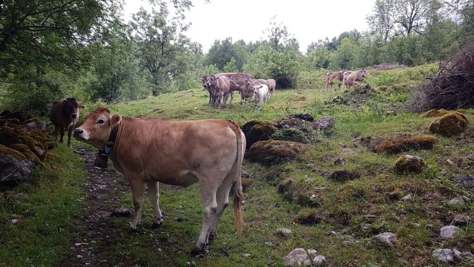 Kühe grasen an einem grasbewachsenen Hang, umgeben von Bäumen und Felsen. Eine Kuh mit einer Glocke steht im Vordergrund.