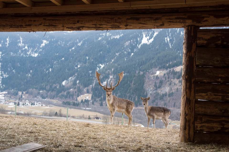 Zwei Hirsche mit grossen Geweihen stehen auf einem Feld, aus dem Inneren eines rustikalen Holzgebäudes, im Hintergrund Berge.
