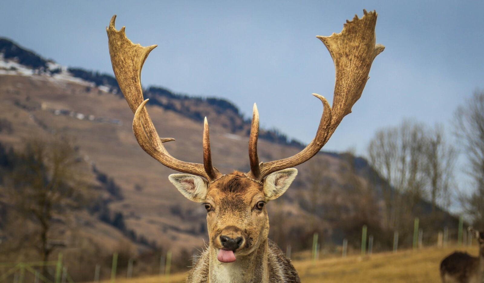 Ein Hirsch mit grossem Geweih senkt den Kopf und grast an trockenem Gras.