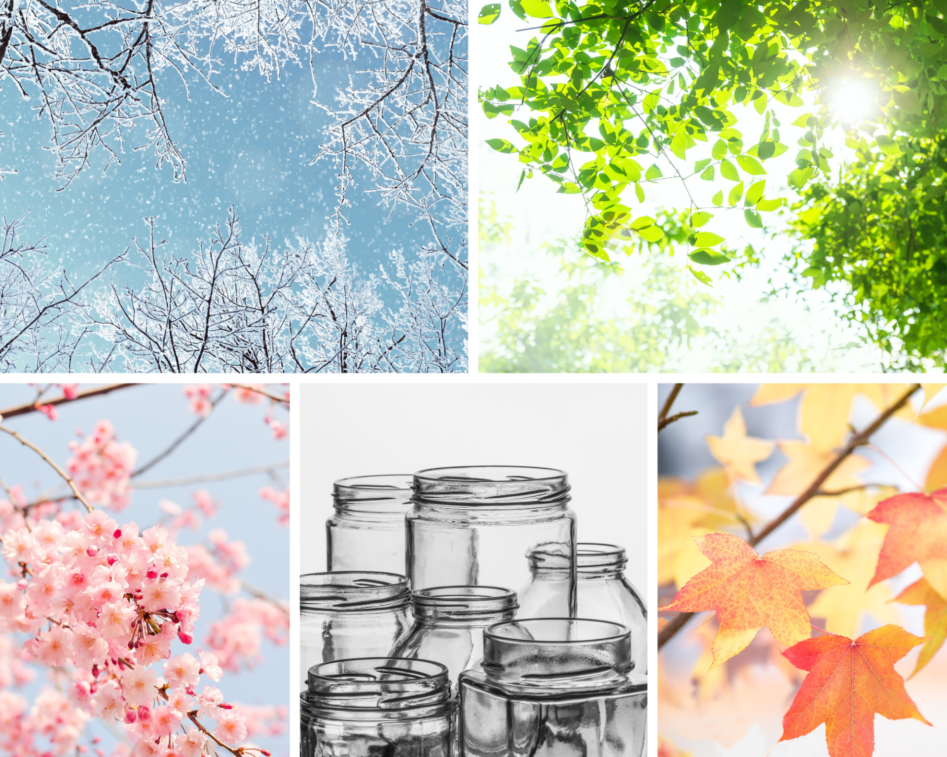 Arbres caractérisant les quatre saisons, des bocaux en verre, hiver, été, printemps, automne.