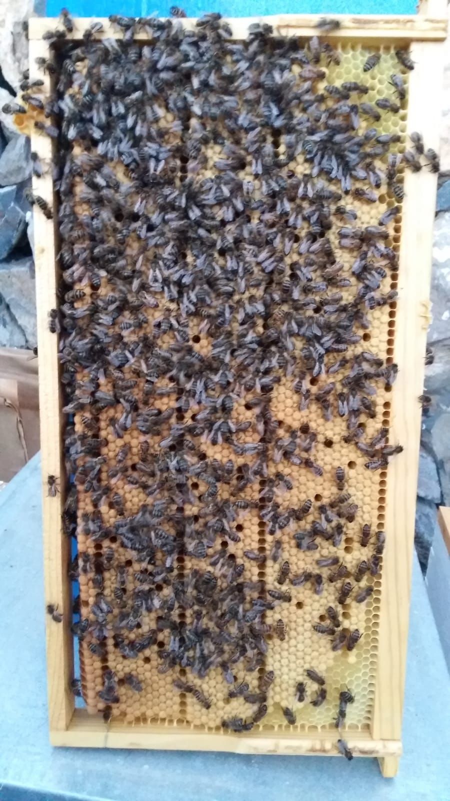 Un marco de colmena de madera cubierto por un denso enjambre de abejas sobre un fondo de panal.