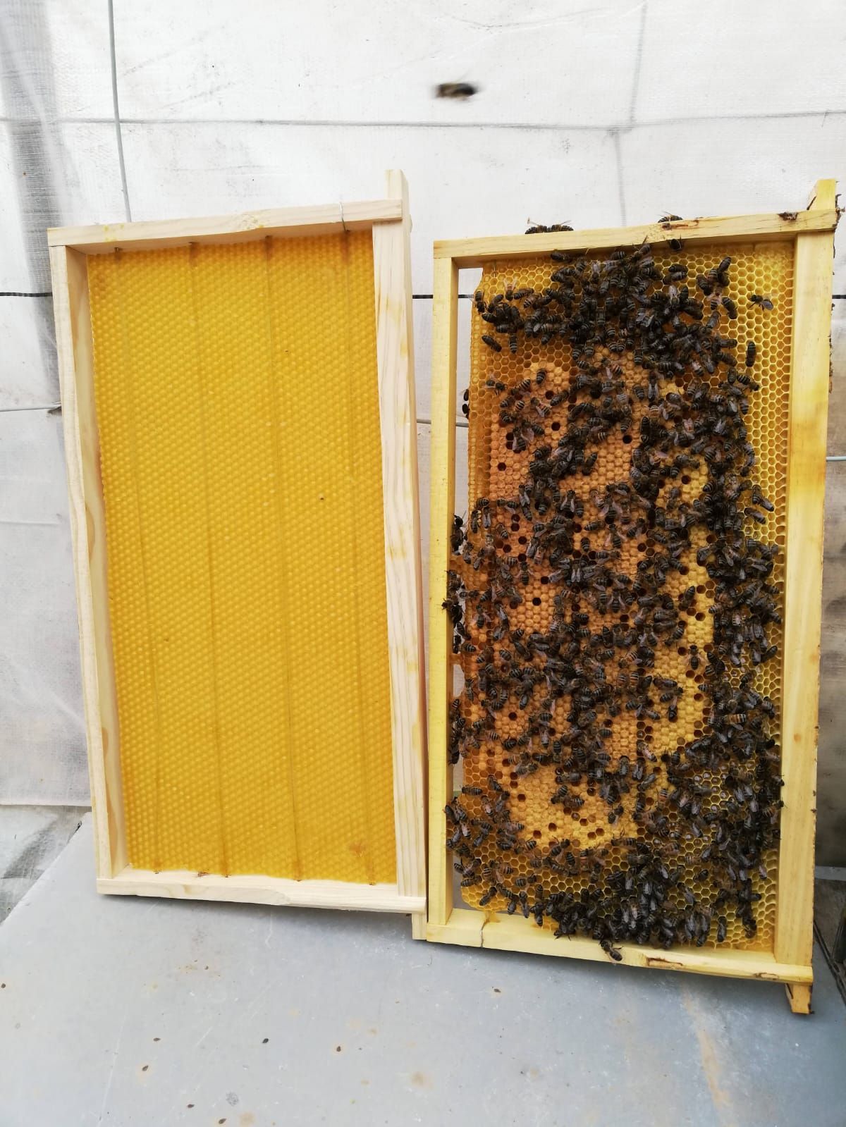 Dos marcos de colmena de madera: uno con una base amarilla limpia y otro cubierto de un enjambre de abejas.