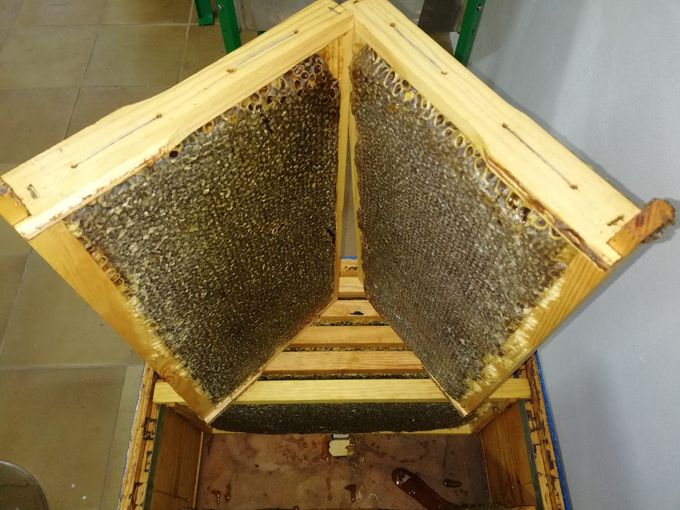 Se extraen de una colmena dos marcos de madera llenos de panales sellados.