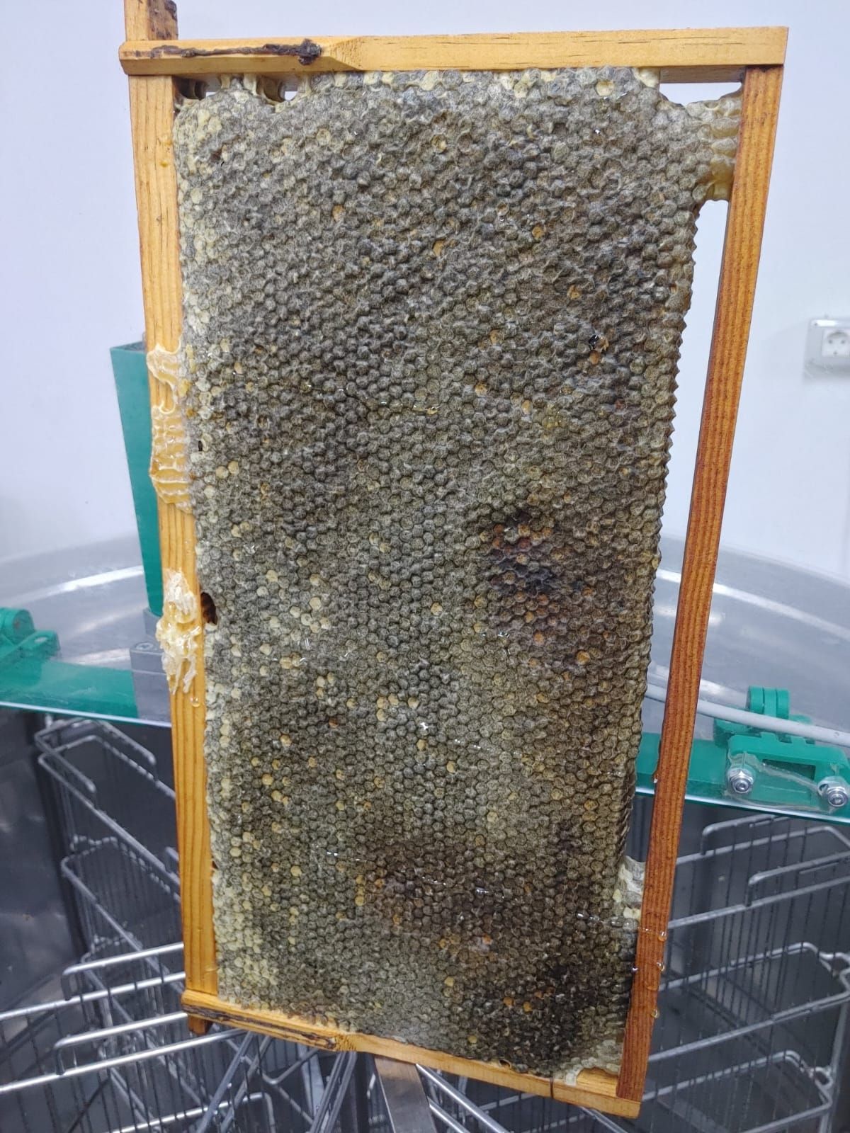 Un marco de madera que contiene un panal grande y completamente sellado, colocado sobre un extractor de miel.