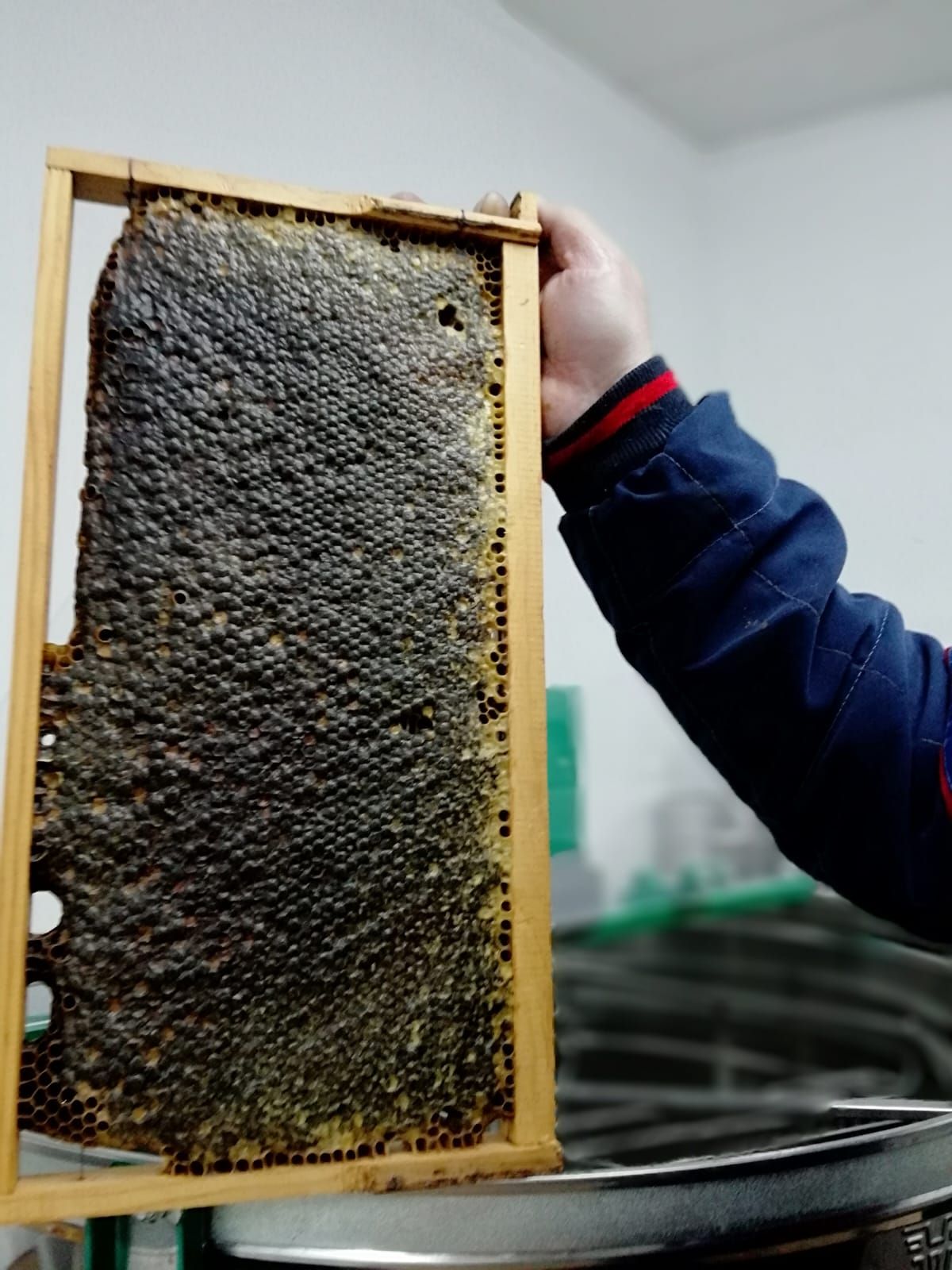 Una persona sostiene un marco de madera lleno de panal de abejas oscuro y sellado dentro de una habitación.