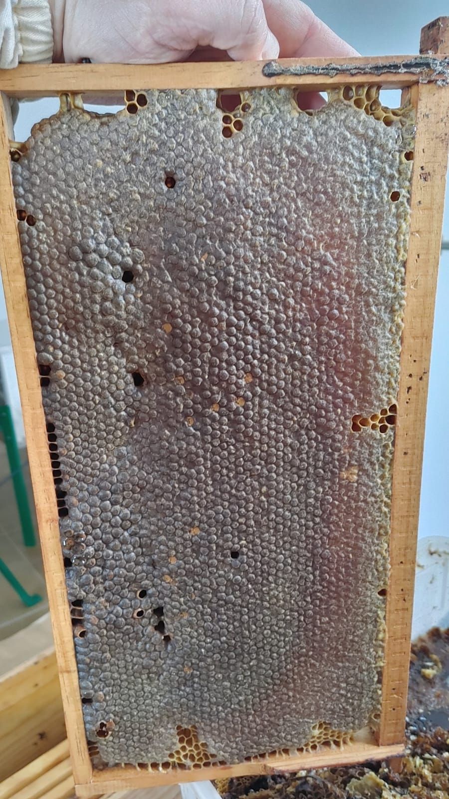 Una persona sostiene un marco de madera lleno de panal de abejas, completamente sellado con cera blanca.