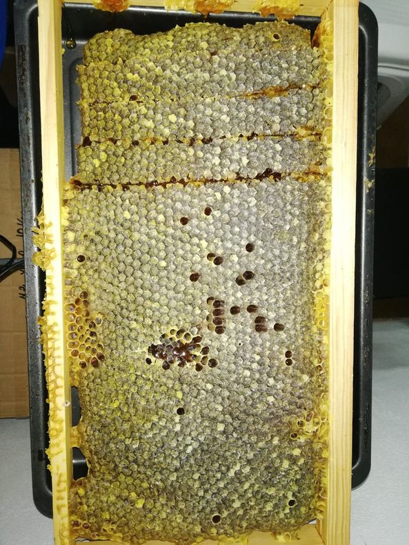 Productos de cera de abeja, como velas y tarros de miel, dispuestos sobre una mesa con un mantel granate en un evento.