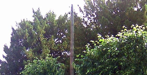 De grands arbres et un feuillage vert dense entourent un poteau électrique en bois sous un ciel lumineux.
