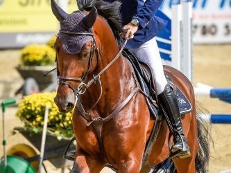 Turnierpferde - Elin Ott - Mettmenstetten