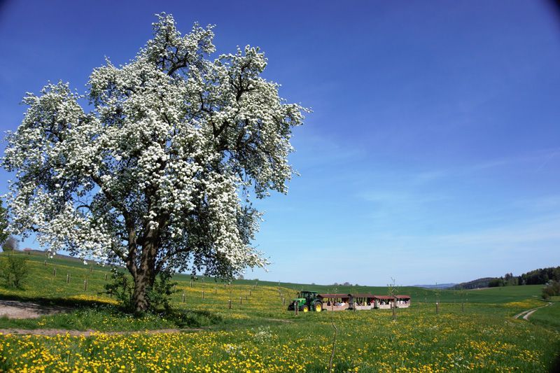 Ein blühender Baum auf einem Feld, ein Traktor neben einem kleinen Gebäude und ein strahlend blauer Himmel.