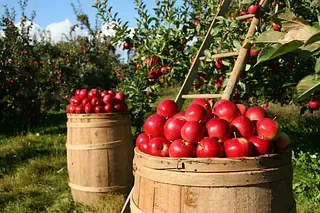 Zwei Holzfässer gefüllt mit roten Äpfeln in einem Obstgarten.