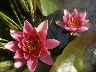 Zwei rosa Seerosen schwimmen in einem Teich