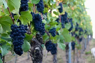Eine Traube blauer Weintrauben, die an einem Weinstock in einem Weinberg wachsen.