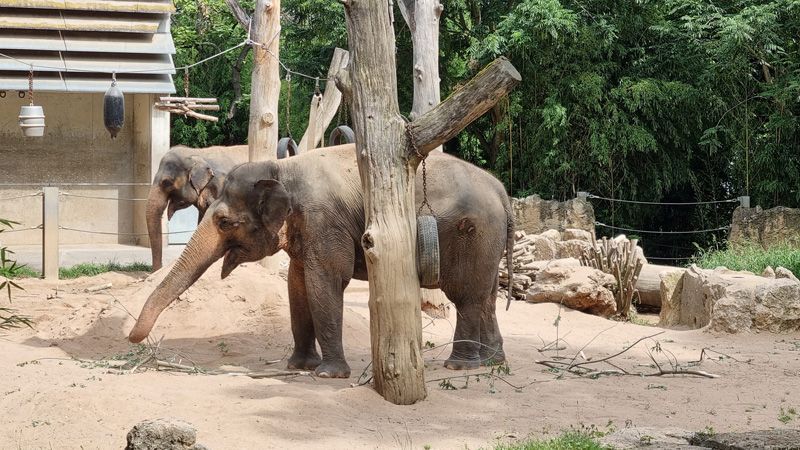 Zwei Elefanten stehen in einem Außengehege eines Zoos in der Nähe eines Baumes.