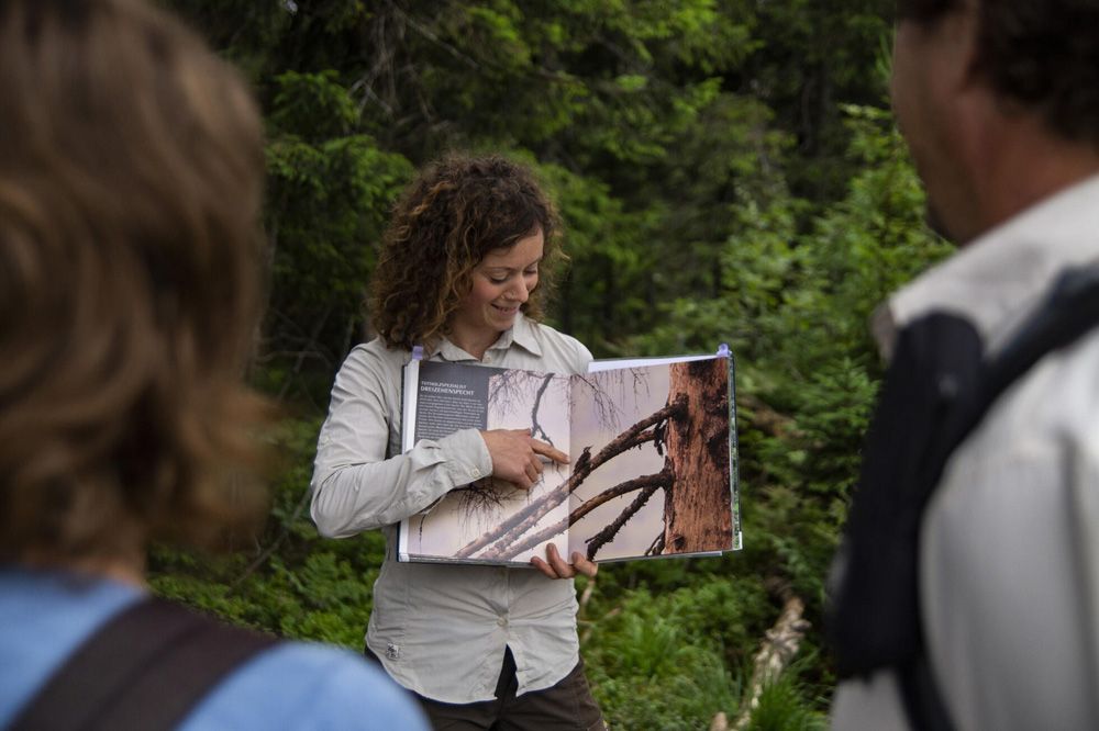 Eine Person zeigt auf ein Foto von Bäumen in einem aufgeschlagenen Buch, während sie mit zwei anderen Personen in einem Wald steht.
