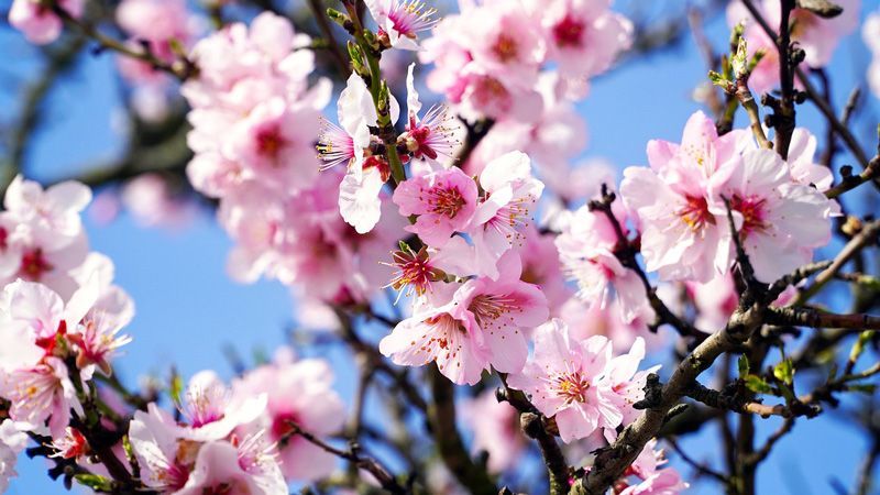Rosa und weiße Mandelblüten vor strahlend blauem Himmel.