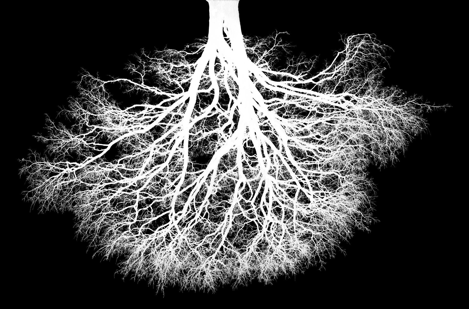 upside down tree as roots