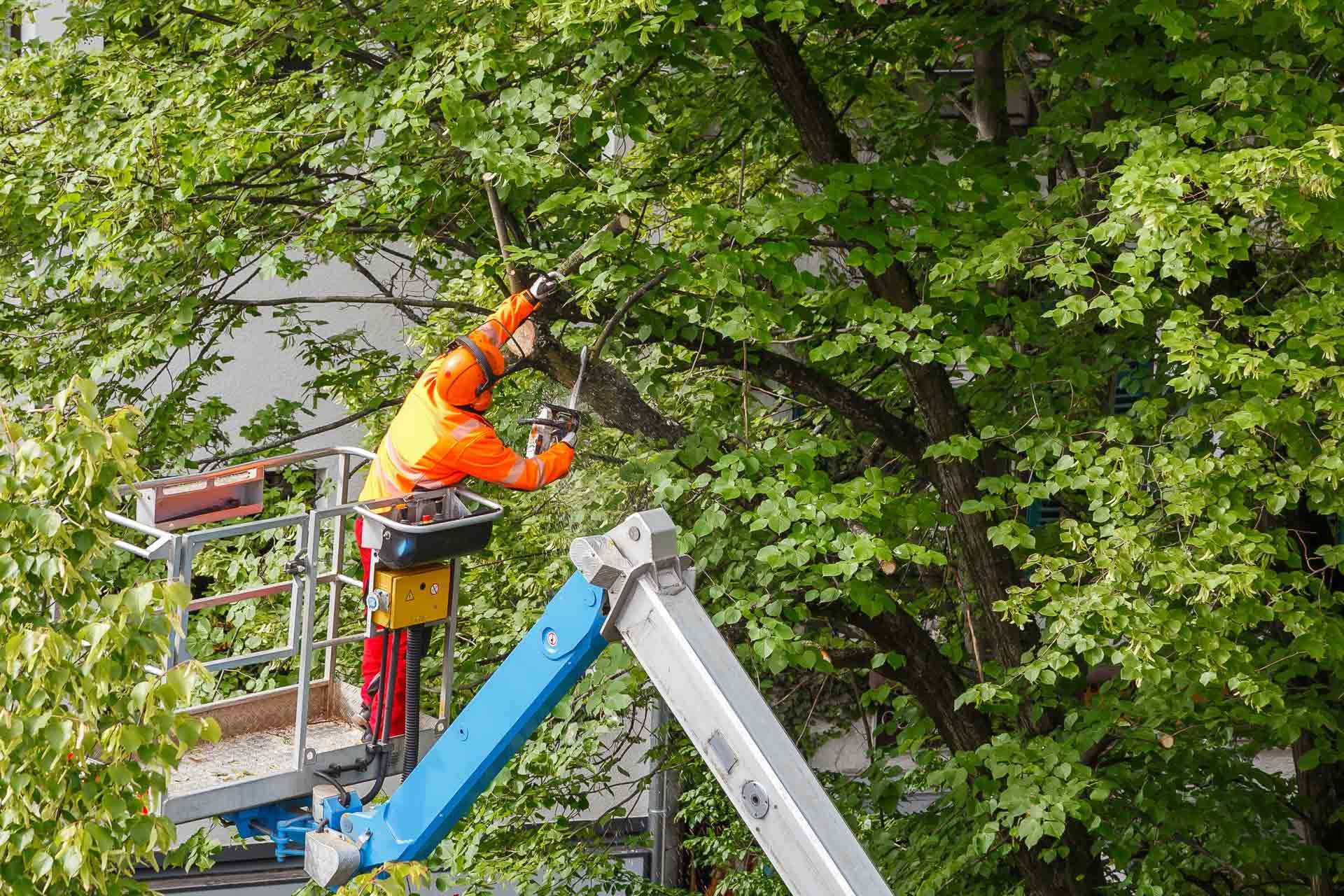 ARBOR VITA Baumpflege | Leistungen