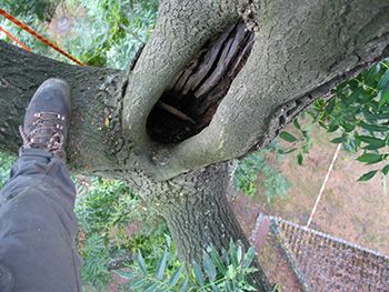 ARBOR VITA Baumpflege | Leistungen