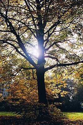 ARBOR VITA Baumpflege | Neupflanzung