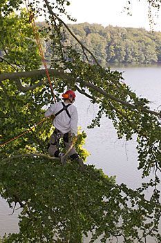 ARBOR VITA Baumpflege | Seilklettertechnik