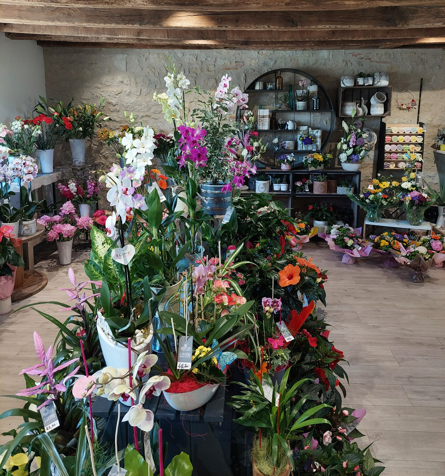 Orchidées de couleurs