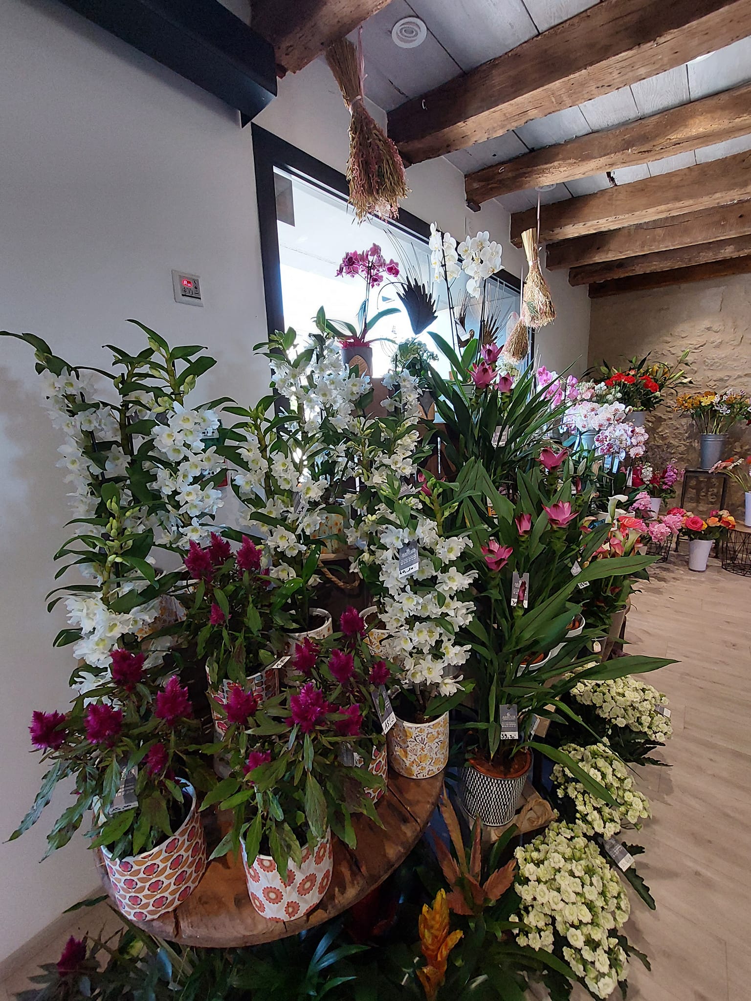 Plantes d'intérieur