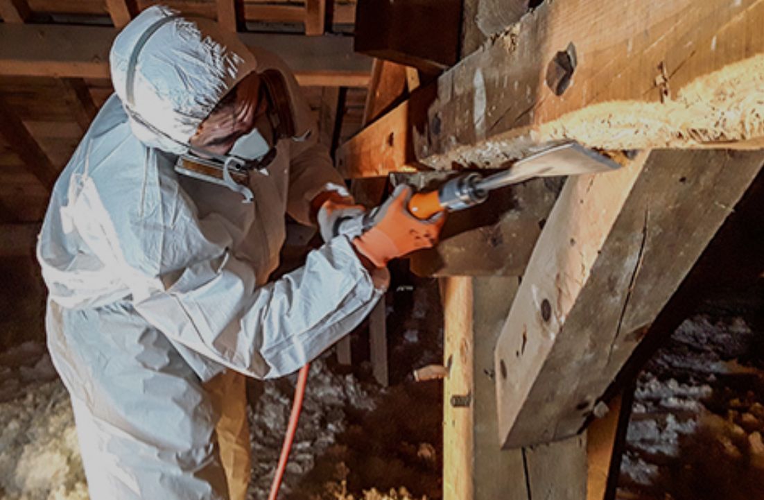 Charpente en bois avec des champignons traitée par un professionnel