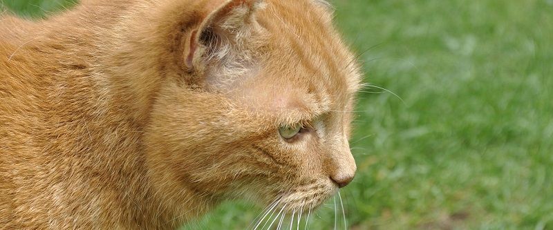 Kleintierpraxis Guido J. Schmuck