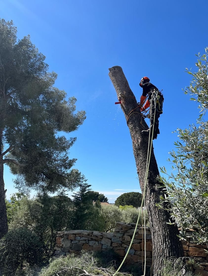 Abattage d'un arbre dans un espace vert