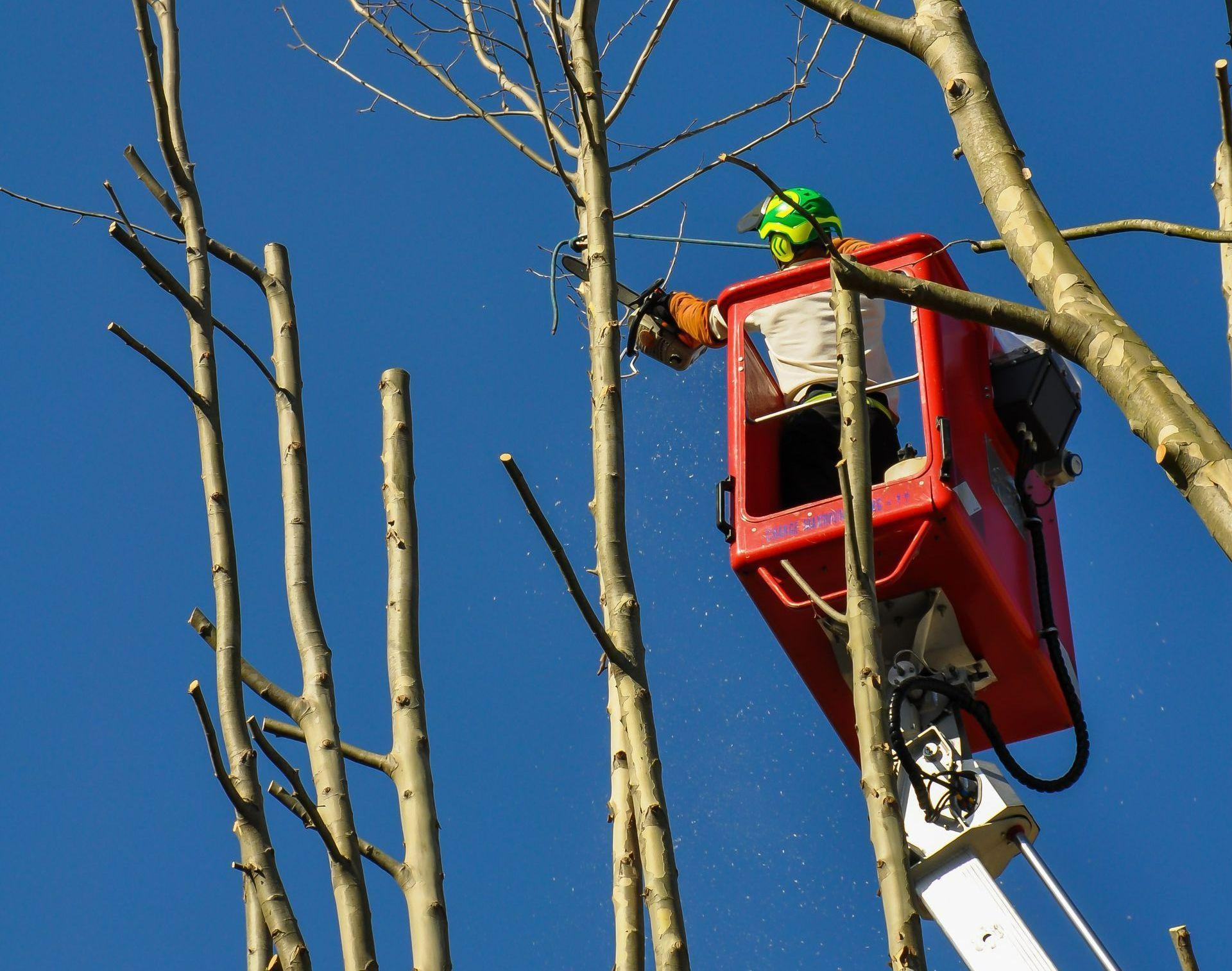 Abattage d'un arbre avec nacelle